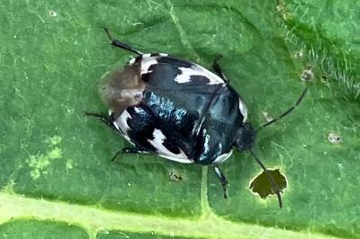 <i>Tritomegas bicolor</i>