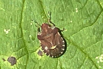 <i>Dyroderes umbraculatus</i>