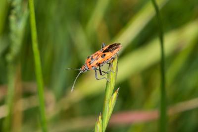 <i>Corizus hyoscyami</i>