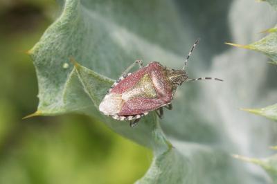 <i>Dolycoris baccarum</i>