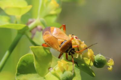 <i>Brachycoleus pilicornis</i>