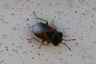 <i>Geocoris megacephalus</i>