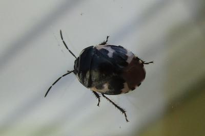 <i>Tritomegas bicolor</i>