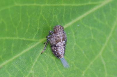 <i>Issus</i>