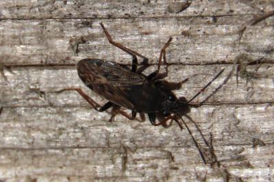 <i>Peritrechus gracilicornis</i>