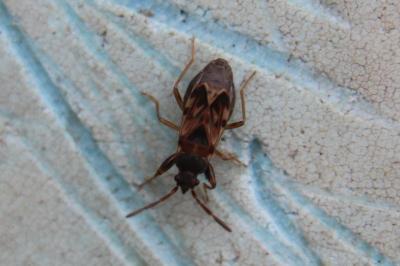 <i>Scolopostethus</i>