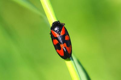 <i>Cercopis vulnerata</i>