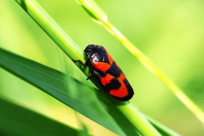 <i>Cercopis vulnerata</i>