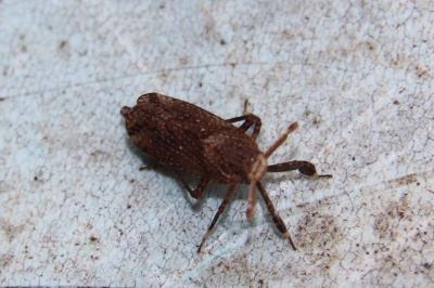 <i>Asiraca clavicornis</i>