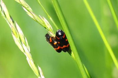<i>Cercopis intermedia</i>