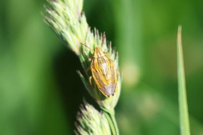 <i>Aelia acuminata</i>