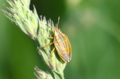 <i>Aelia acuminata</i>