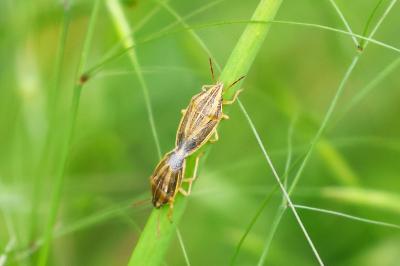 <i>Aelia acuminata</i>
