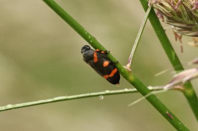 <i>Cercopis intermedia</i>