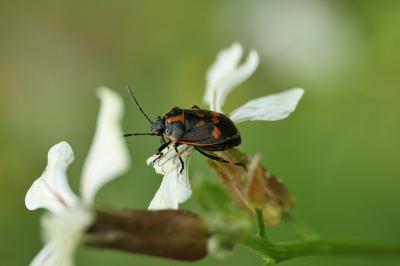 <i>Eurydema oleracea</i>
