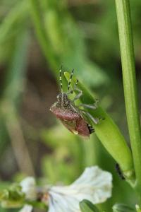 <i>Dolycoris baccarum</i>