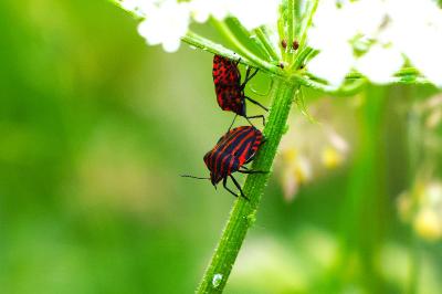 <i>Graphosoma italicum</i>