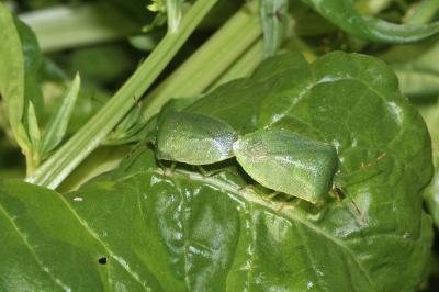 <i>Nezara viridula</i>