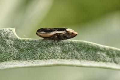<i>Philaenus spumarius</i>