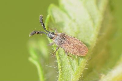 <i>Copium clavicorne</i>