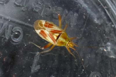 <i>Calocoris roseomaculatus</i>