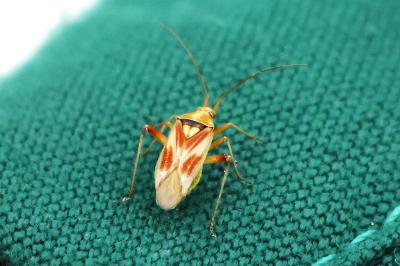 <i>Calocoris roseomaculatus</i>