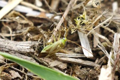 <i>Adelphocoris lineolatus</i>