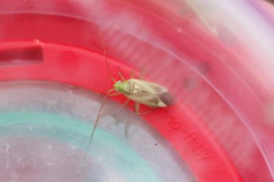 <i>Adelphocoris lineolatus</i>