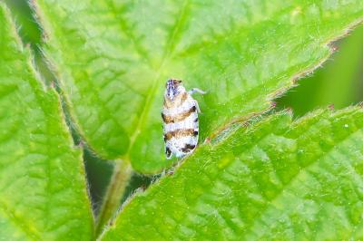 <i>Tachycixius venustulus</i>