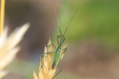 <i>Megaloceroea recticornis</i>