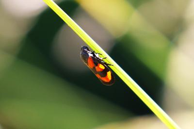 <i>Cercopis vulnerata</i>