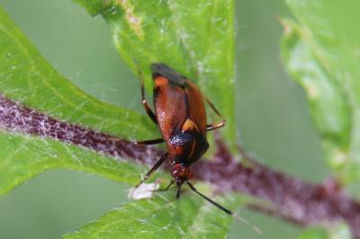 <i>Deraeocoris ruber</i>
