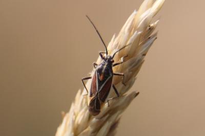 <i>Horistus orientalis</i>
