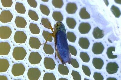 <i>Cicadella viridis</i>