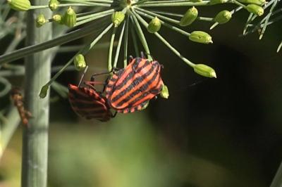 <i>Graphosoma italicum</i>