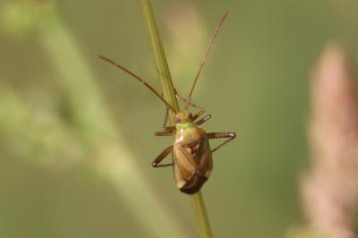 <i>Adelphocoris lineolatus</i>