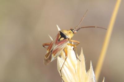 <i>Calocoris roseomaculatus</i>