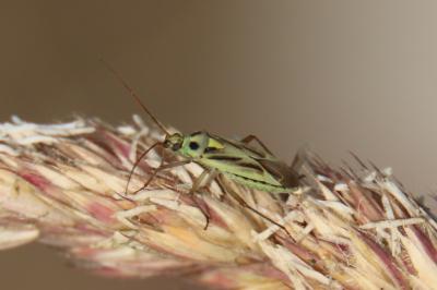 <i>Stenotus binotatus</i>