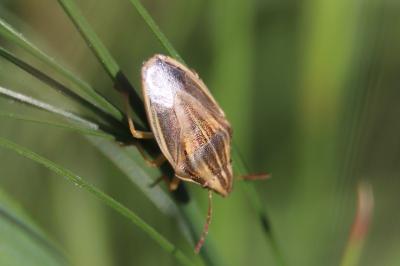 <i>Aelia acuminata</i>