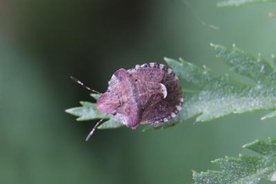 <i>Dyroderes umbraculatus</i>