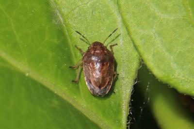 <i>Neottiglossa leporina</i>