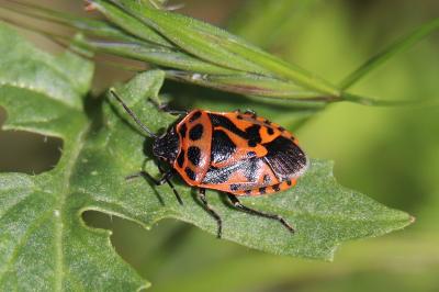 <i>Eurydema ornata</i>
