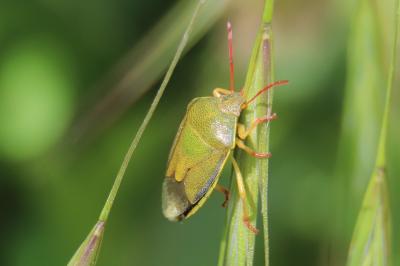 <i>Piezodorus lituratus</i>