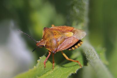 <i>Carpocoris purpureipennis</i>