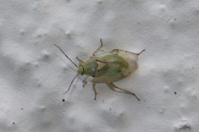 <i>Lygus gemellatus</i>