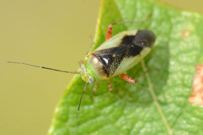 <i>Apolygus limbatus</i>