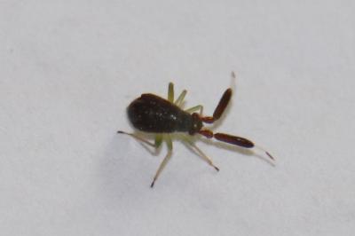 <i>Heterotoma planicornis</i>