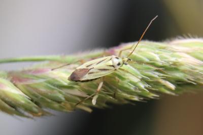 <i>Stenotus binotatus</i>