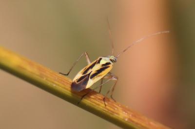 <i>Stenotus binotatus</i>
