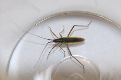 <i>Notostira</i>
